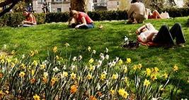 Students lay around daffodils